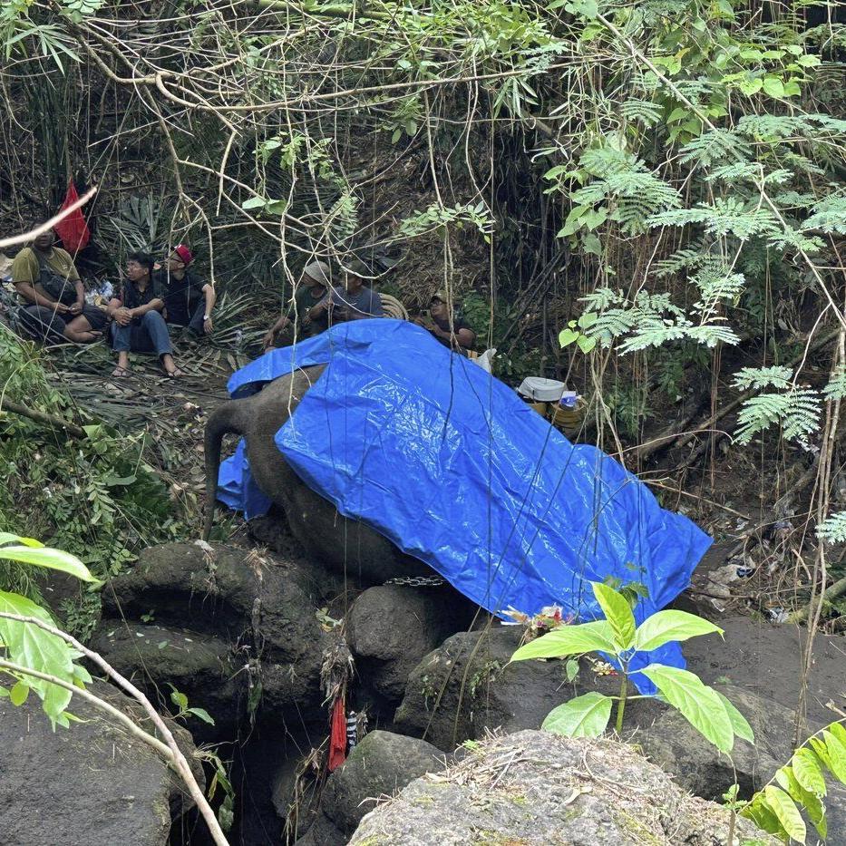 A zoo elephant dies in Indonesia after being swept away in a river